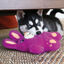 Kong Snuzzles Coelho peluche para cães, , large Indicador imagem número 2