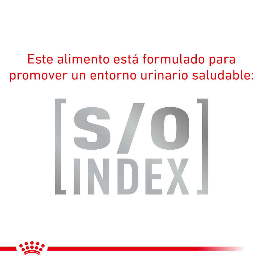 12 saquetas x 85 g Royal Canin Mature Consult Balance Pat&eacute; saqueta para gatos, , large Imagem n&uacute;mero 4