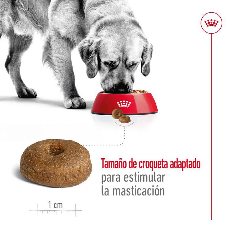 15 kg Royal Canin Maxi Ageing 8+ ração para cães,  Imagem número 7 15 kg Royal Canin Maxi Ageing 8+ ração para cães, , large Imagem número 7