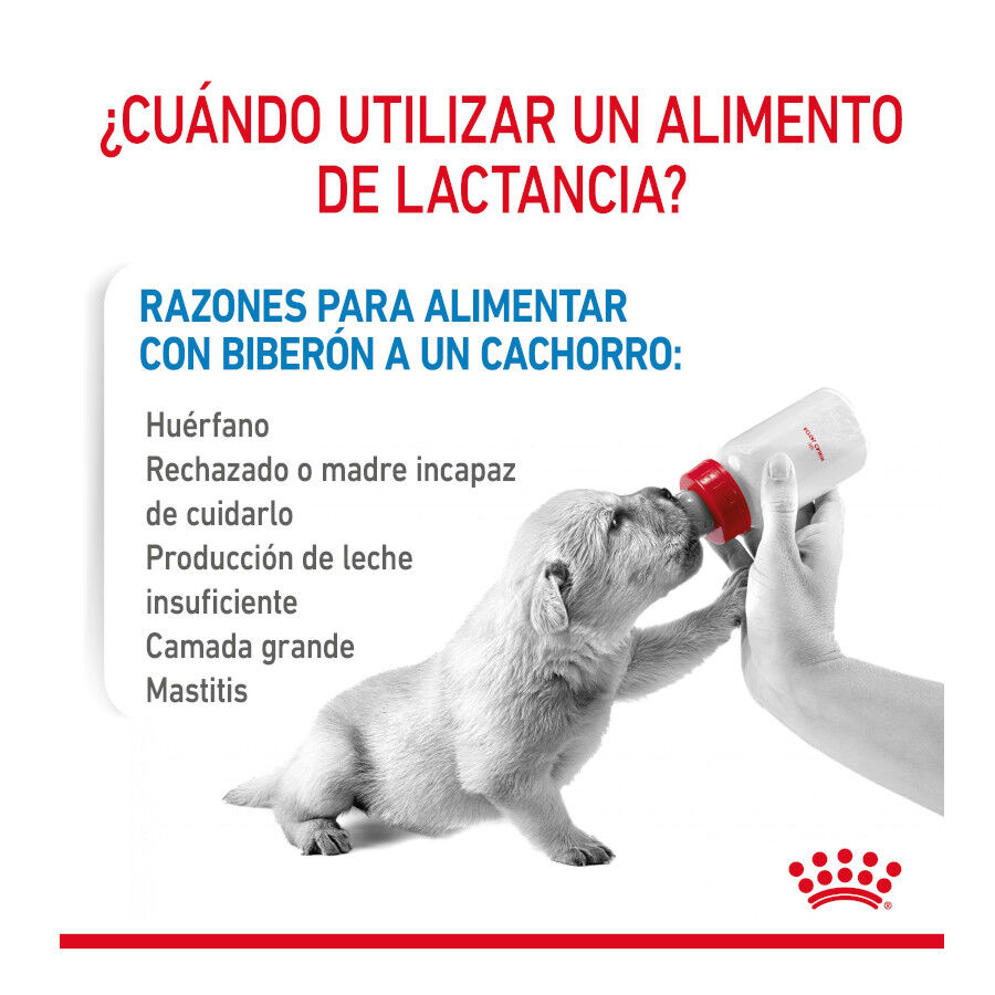 2 kg Royal Canin Leite para o primeiro ano de cachorros, , large Imagem n&uacute;mero 4