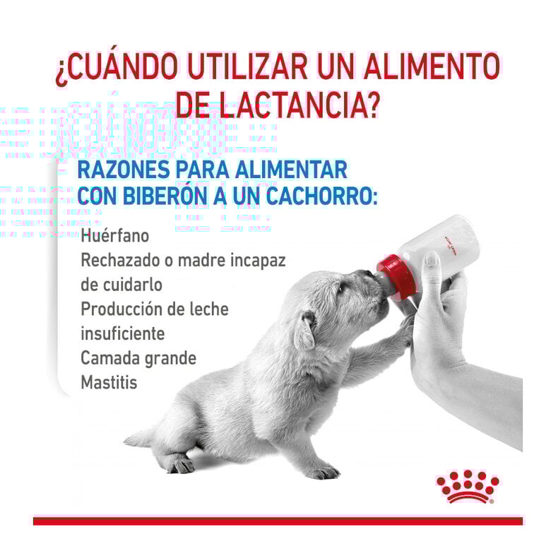 400 g Royal Canin Leite para o primeiro ano de cachorros,  Imagem número 4 400 g Royal Canin Leite para o primeiro ano de cachorros, , large Imagem número 4
