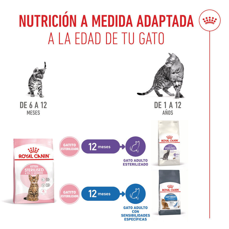 3.5 kg Royal Canin Kitten Sterilised ra&ccedil;&atilde;o para gatos , , large Imagem n&uacute;mero 7