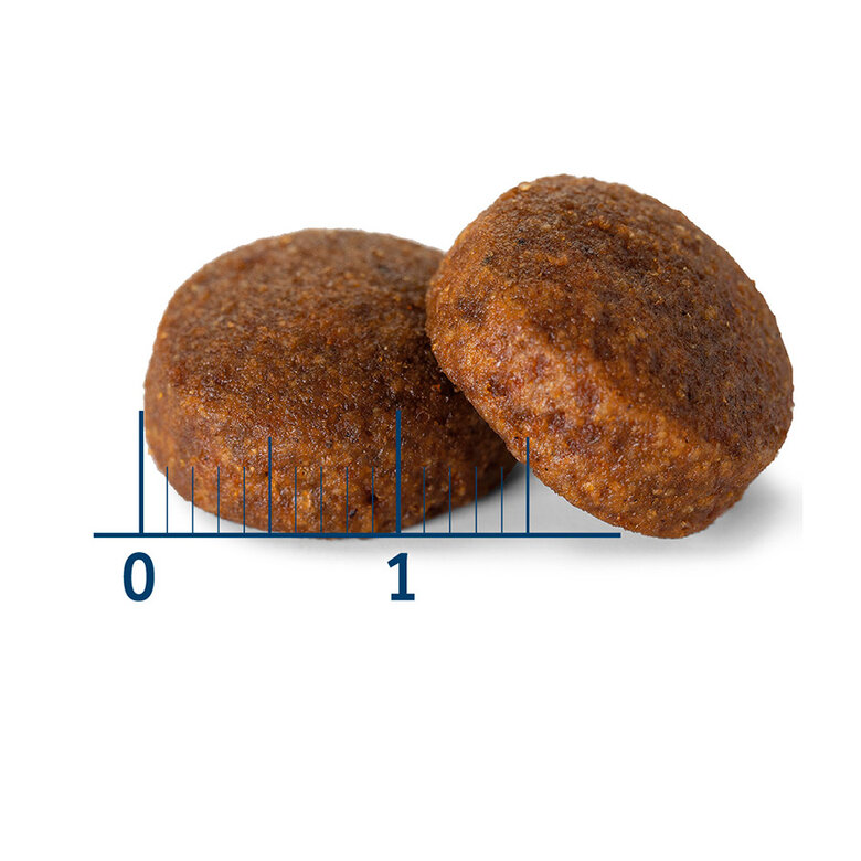 12 kg Nath Adult Maxi Frango ração para cães,  Imagem número 3 12 kg Nath Adult Maxi Frango ração para cães, , large Imagem número 3