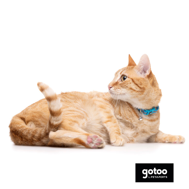 Gotoo Coleira nylon azul para gatos,  Imagem número 5 Gotoo Coleira nylon azul para gatos, , large Imagem número 5
