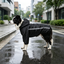 Gotoo Casaco Imperme&aacute;vel Refletor Preto para c&atilde;es, , large Indicador imagem n&uacute;mero 1