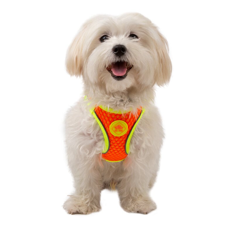 TK-Pet Easy Click Arnês Refletante Azul para cães,  Imagem número 1 TK-Pet Easy Click alta visibilidad naranja arnés Imagem número 1