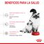 10 kg Royal Canin Mother & Baby ração para gatos, , large Indicador imagem número 5