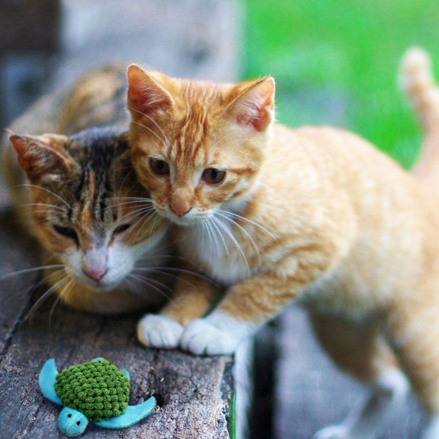 Kong Tartaruga Recarreg&aacute;vel de Brinquedo para gatos , , large Imagem n&uacute;mero 2