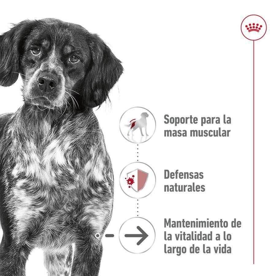 140 g Royal Canin Medium Ageing saquetas em molho para c&atilde;es , , large Imagem n&uacute;mero 3