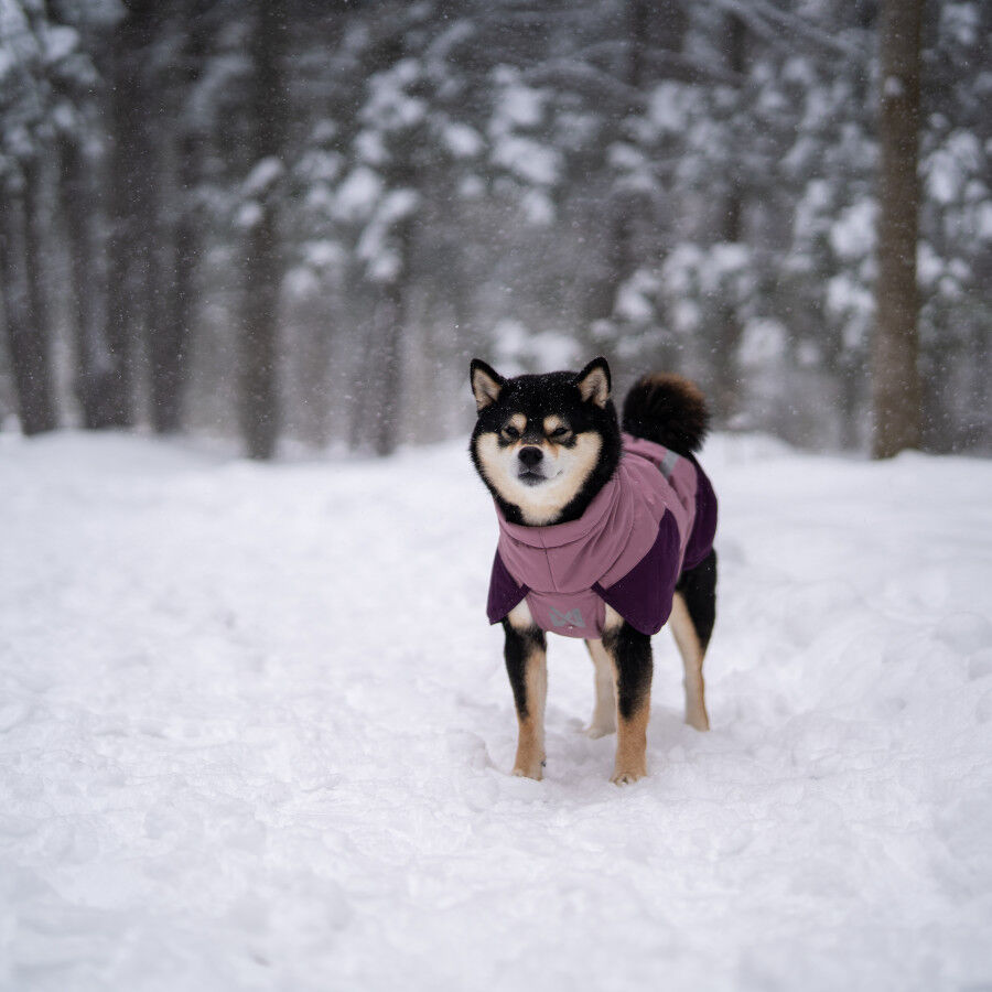 Non-stop Dogwear Glacier Casaco Imperme&aacute;vel Malva para c&atilde;es, , large Imagem n&uacute;mero 2