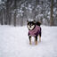 Non-stop Dogwear Glacier Casaco Imperme&aacute;vel Malva para c&atilde;es, , large Indicador imagem n&uacute;mero 2