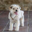 Freedog Snowpuff  Casaco Polar bege para cães, , large Indicador imagem número 5