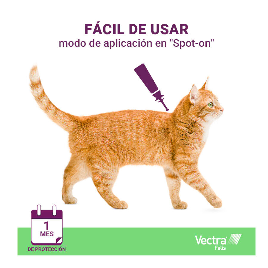 Vectra Felis Pipetas Antiparasit&aacute;rias para gatos - Pack 3, , large Imagem n&uacute;mero 6