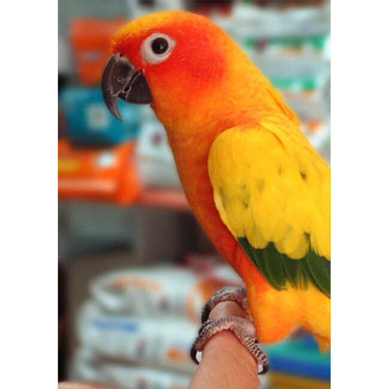 Psittacus Mini ração para pássaros pequenos,  Imagem número 7 Psittacus Mini ração para pássaros pequenos, , large Imagem número 7