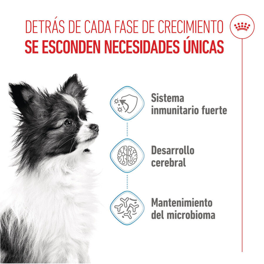 3 kg Royal Canin X-Small Puppy ra&ccedil;&atilde;o para c&atilde;es, , large Imagem n&uacute;mero 3