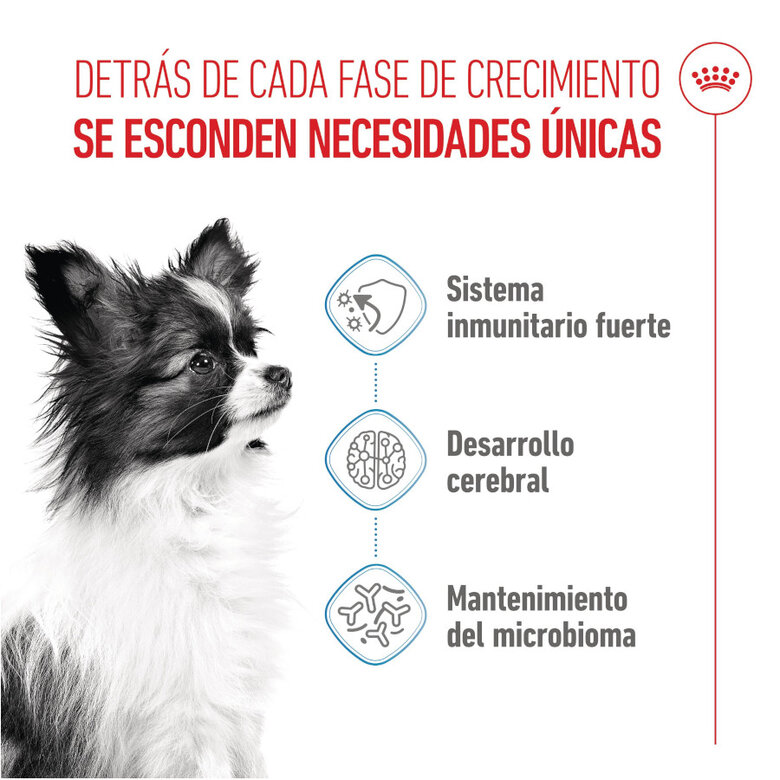 3 kg Royal Canin X-Small Puppy ração para cães,  Imagem número 3 3 kg Royal Canin X-Small Puppy ração para cães, , large Imagem número 3