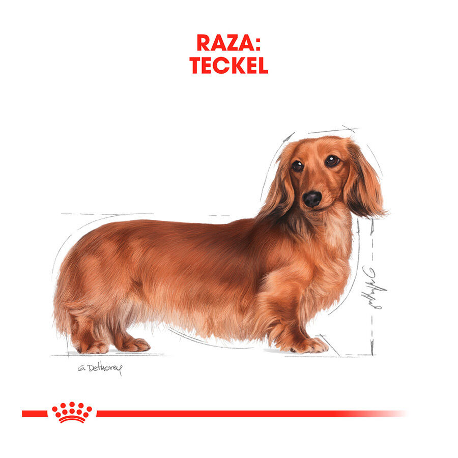 7.5 kg Royal Canin Adult Dachshund ra&ccedil;&atilde;o para c&atilde;es, , large Imagem n&uacute;mero 6