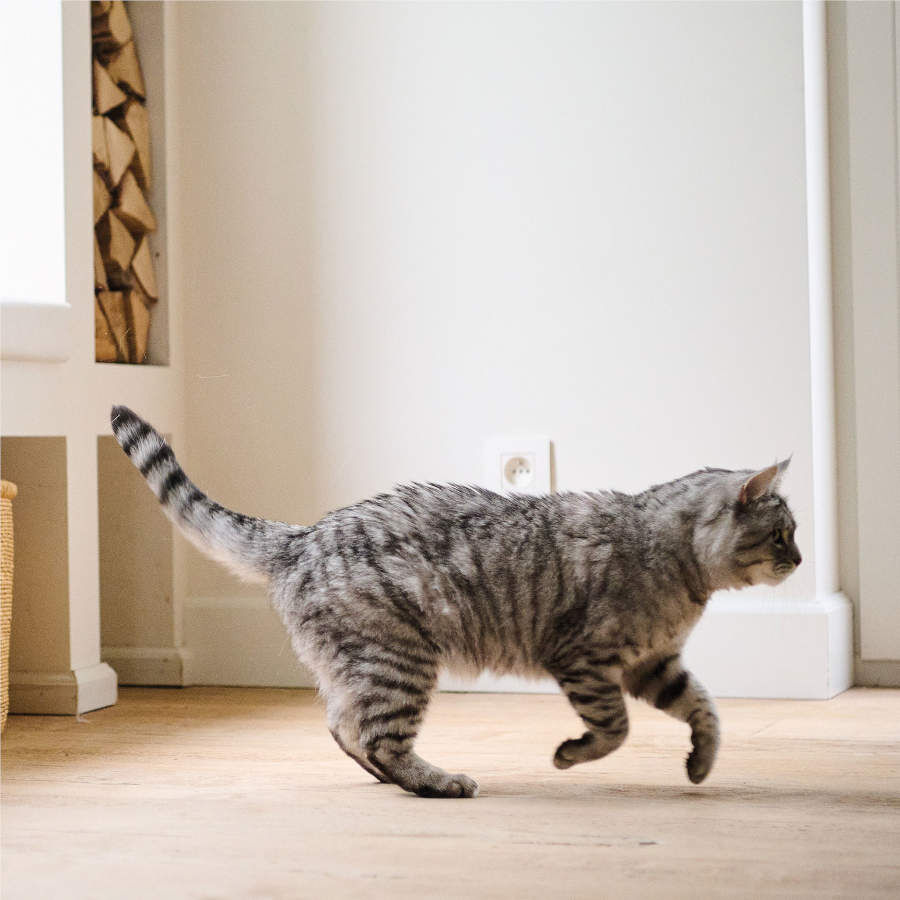 Beaphar CatComfort difusor de odor calmante e recarga para gatos, , large Imagem n&uacute;mero 4