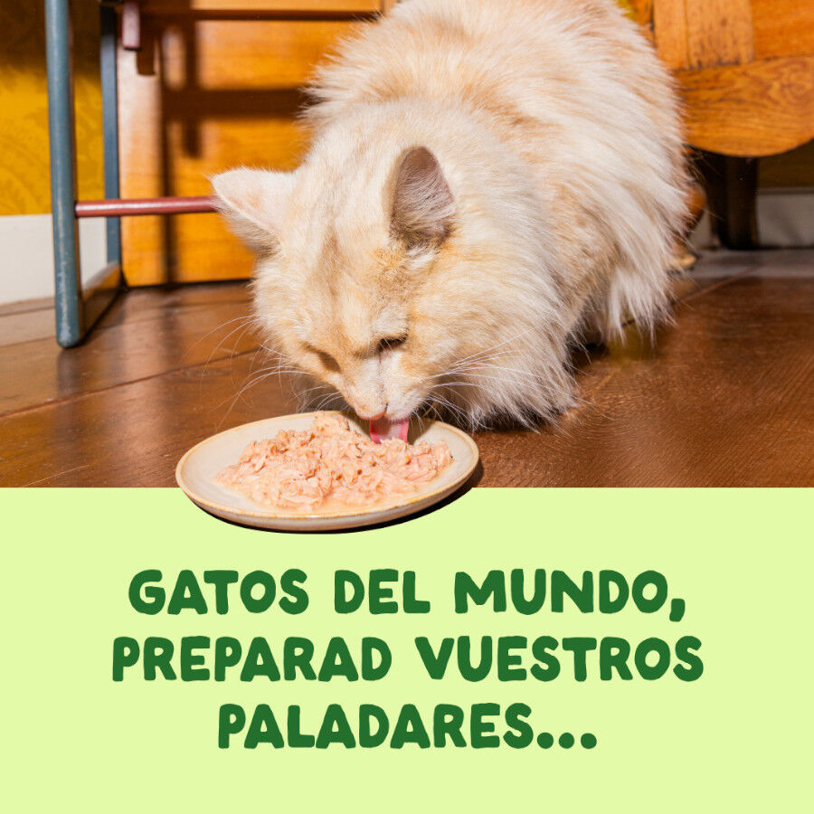 70 g Edgard & Cooper Filetes de Caballa Lata para gatos, , large Imagem n&uacute;mero 2