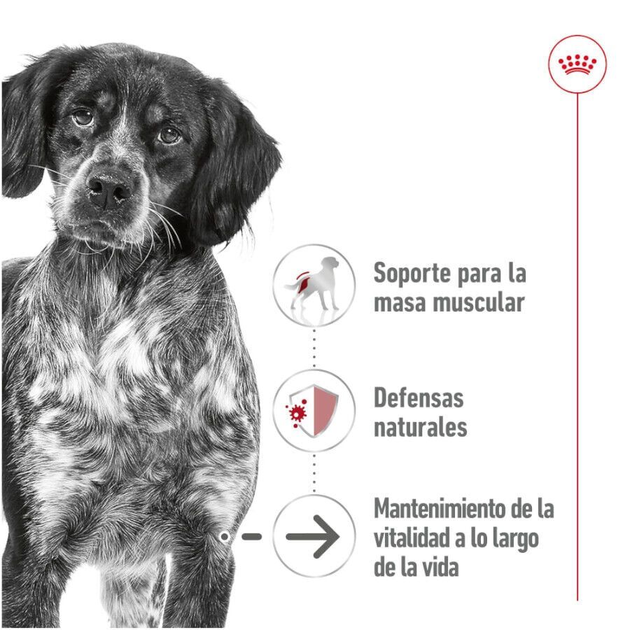 410 g Royal Canin Medium 7+ Ageing lata para c&atilde;es, , large Imagem n&uacute;mero 3