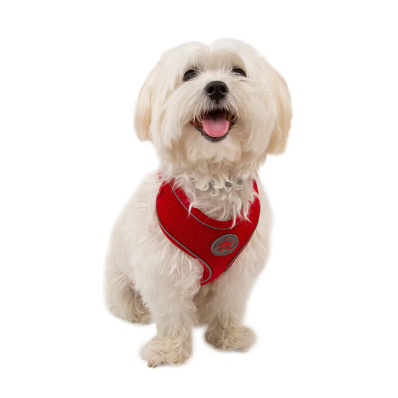 TK-Pet Soft Peitoral refletor Vermelho para cães,  Imagem número 1 TK-Pet Soft rojo de alta visibilidad arnés perros Imagem número 1