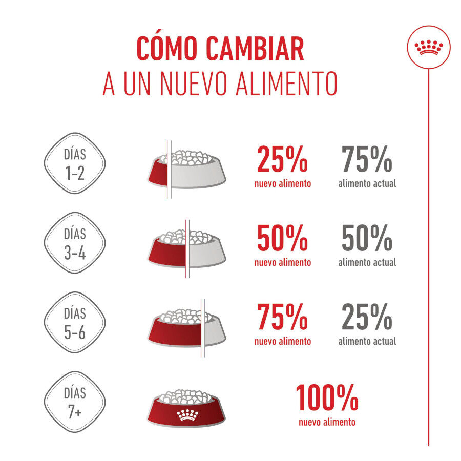 3.5 kg Royal Canin Kitten Sterilised ra&ccedil;&atilde;o para gatos , , large Imagem n&uacute;mero 11