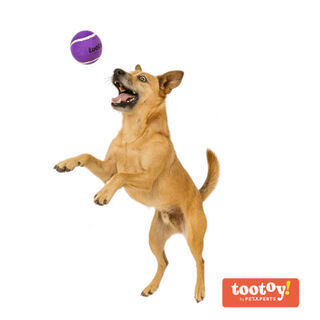 Tootoy! Chase Squeaker Ball Roxo bola de ténis para cães
