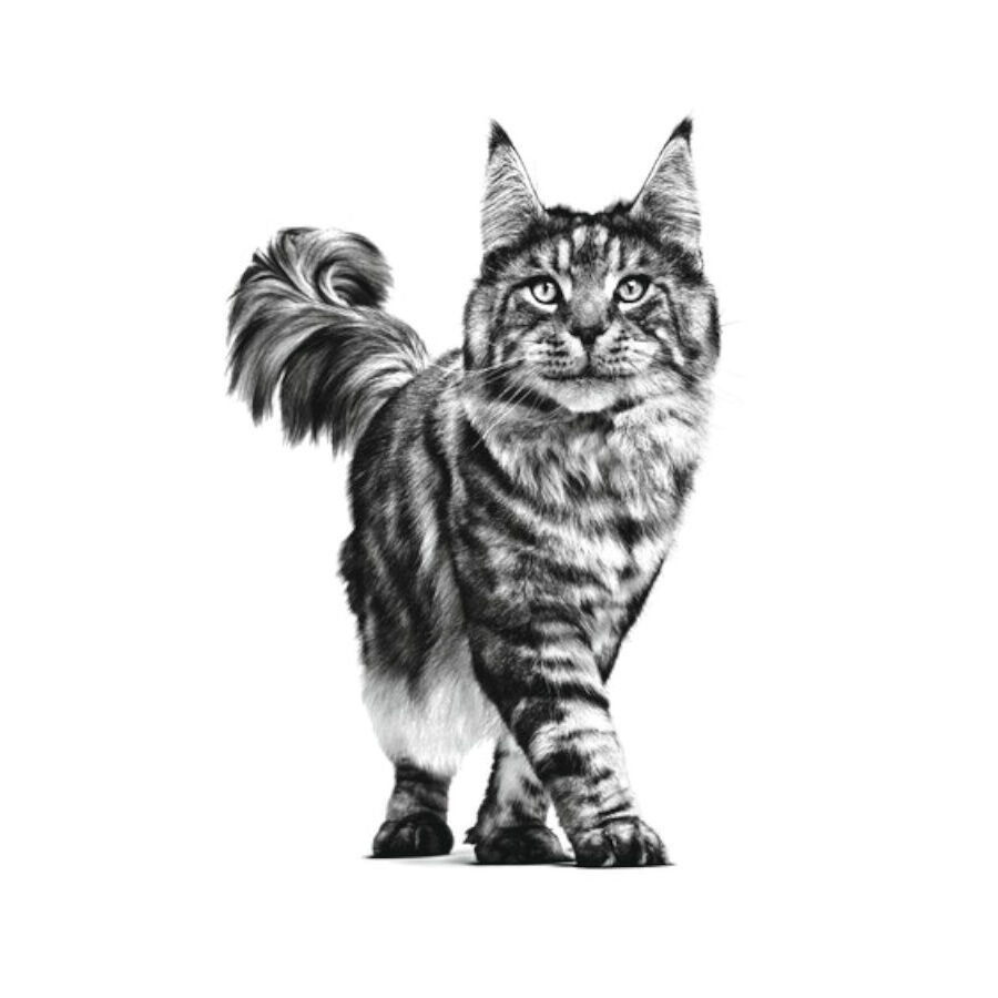 2 kg Royal Canin Veterinary Renal ra&ccedil;&atilde;o para gatos , , large Imagem n&uacute;mero 6