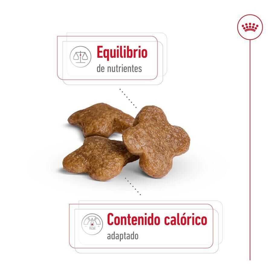 8 kg Royal Canin Mini 8+ Adult ra&ccedil;&atilde;o para c&atilde;es, , large Imagem n&uacute;mero 6