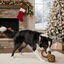 Wonder Christmas Bola com Corda e Mordedor Natalício para Cães, , large Indicador imagem número 3