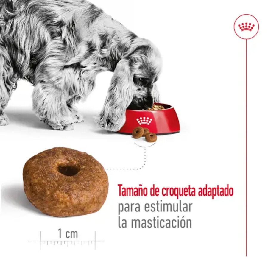 15 kg Royal Canin Medium 10+ Ageing ra&ccedil;&atilde;o para c&atilde;es, , large Imagem n&uacute;mero 6
