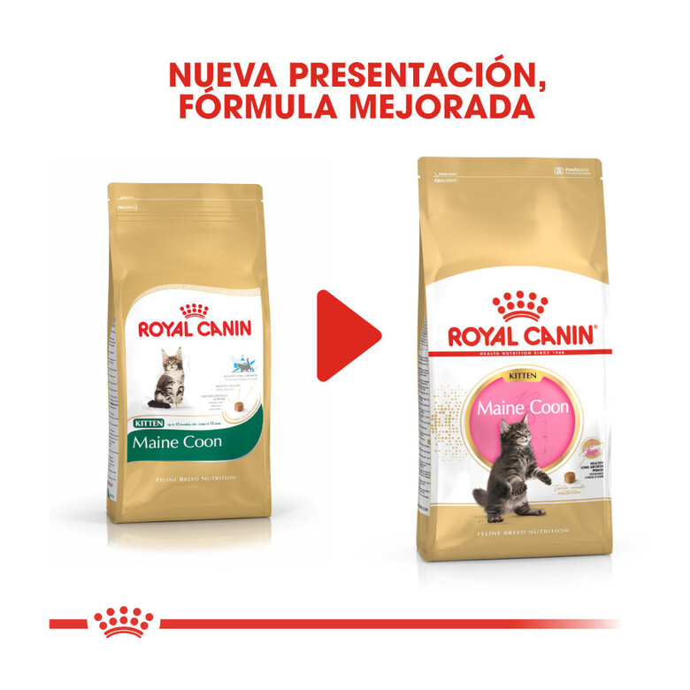 Royal Canin Kitten Maine Coon ração para gatinhos, , large image number null