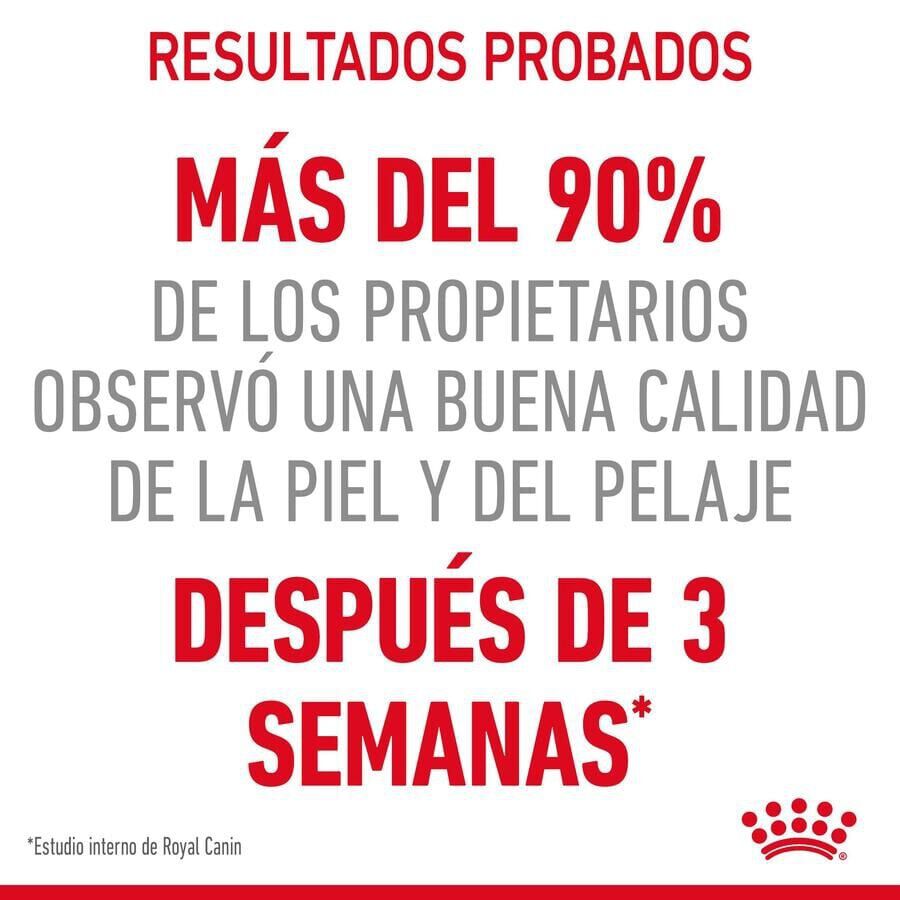 85 g Royal Canin Intense Beauty Saquetas em Gelatina para gatos, , large Imagem n&uacute;mero 4