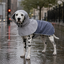Gotoo Capa de Chuva Cinzenta com Capuz para c&atilde;es, , large Indicador imagem n&uacute;mero 1