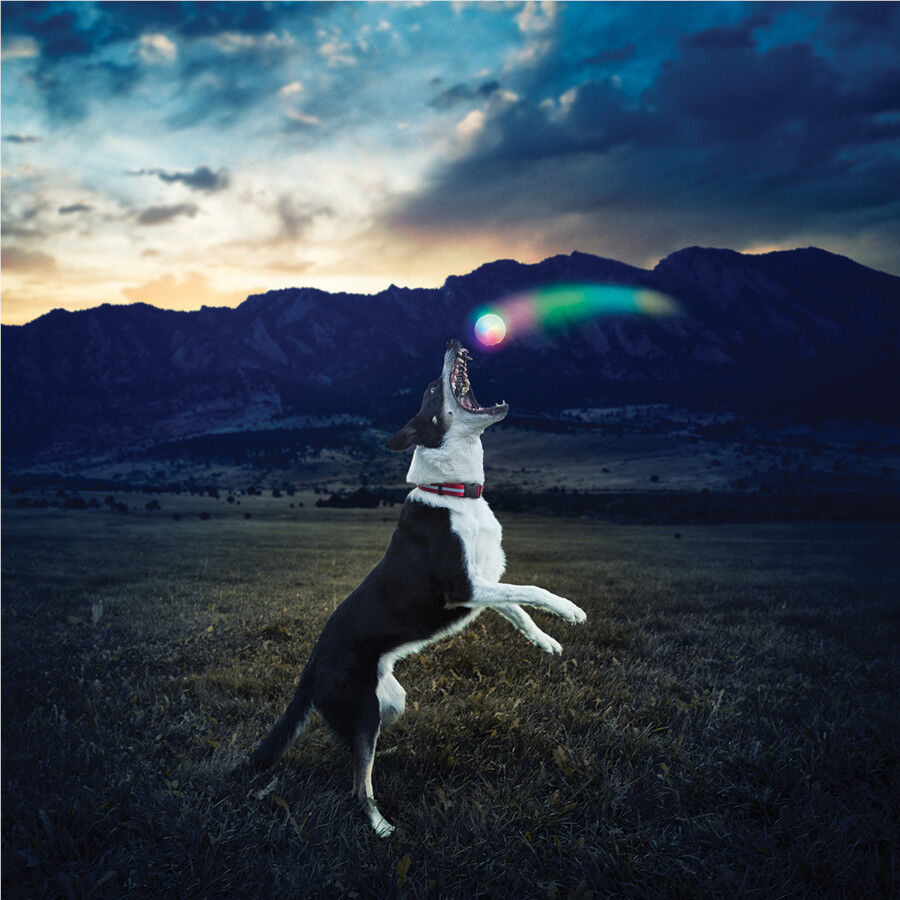 Nite Ize Glowstreak Disc-O LED Peluche para c&atilde;es, , large Imagem n&uacute;mero 5