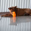 Kong Squeezz Jels brinquedo para cães, , large Indicador imagem número 2