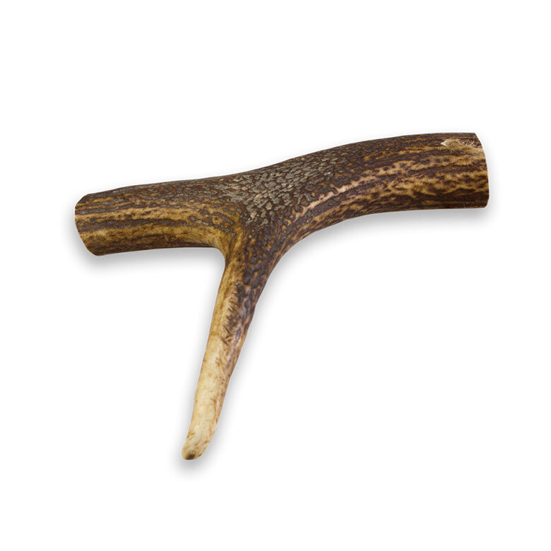 M True Origins Wild Chifre de Veado para cães,  Imagem número 1 M True Origins Wild Chifre de Veado para cães, , large Imagem número 1