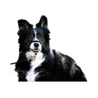 Karlie Easy Leader Arnês de Focinho para cães, , large image number null