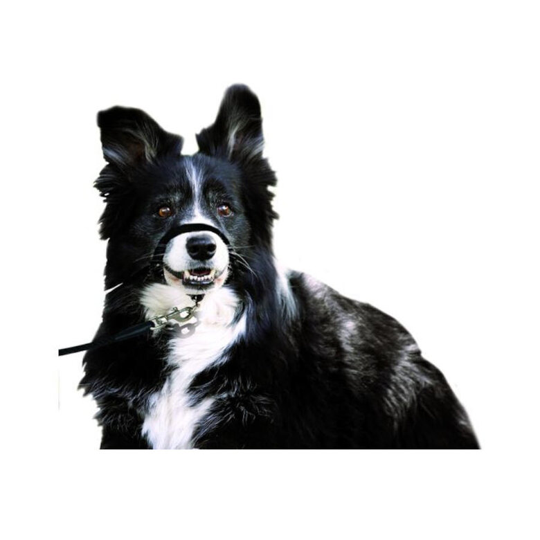 Karlie Easy Leader Arnês de Focinho para cães,  Imagem número 2 Karlie Easy Leader Arnês de Focinho para cães, , large Imagem número 2
