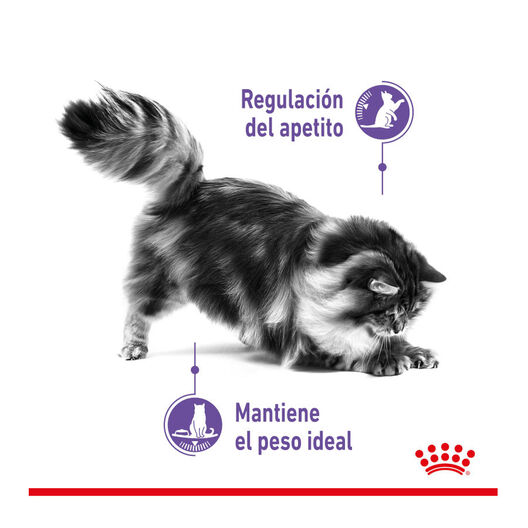 Royal Canin Appetite Control Care molho saqueta para gatos, , large image number null