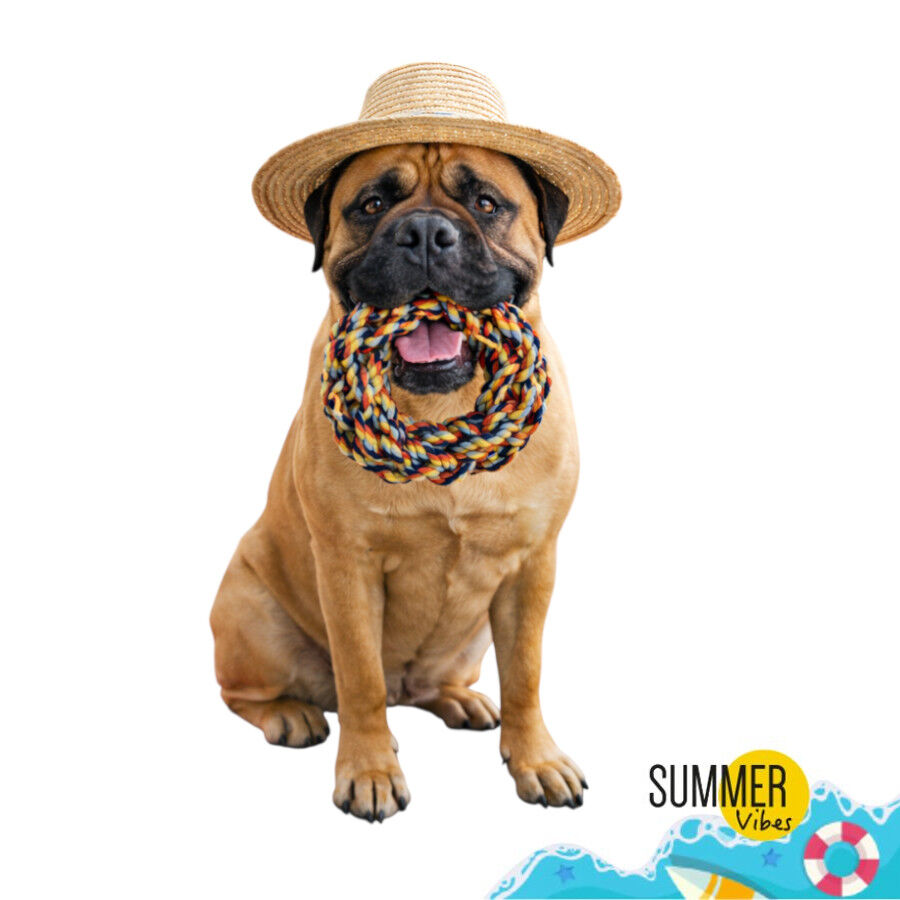 Summer Vibes Dolce Vita Rope Ring Brinquedo para c&atilde;es, , large Imagem n&uacute;mero 7