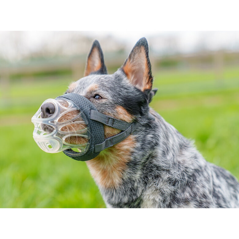 Baskerville Açaime moldável para cão,  Imagem número 2 Baskerville Açaime moldável para cão, , large Imagem número 2