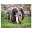 Nylabone Dura Chew Wolf osso mordedor de nylon para cães , , large Indicador imagem número 3