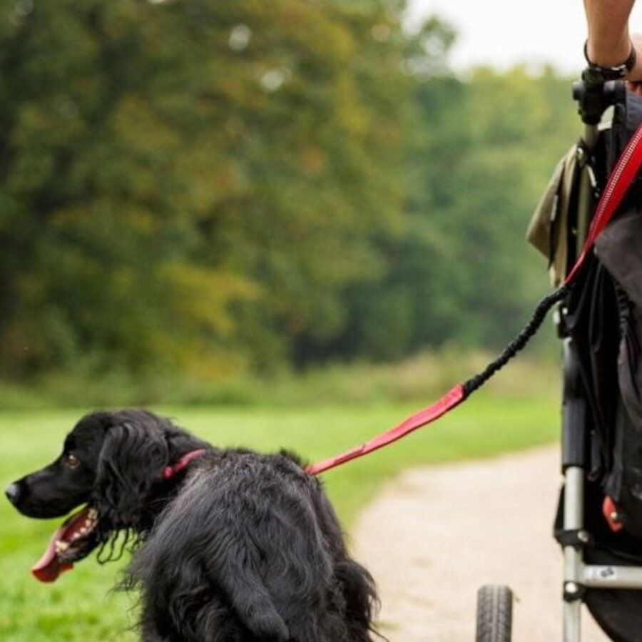 Halti Trela m&atilde;os livres vermelha para c&atilde;es, , large Imagem n&uacute;mero 3