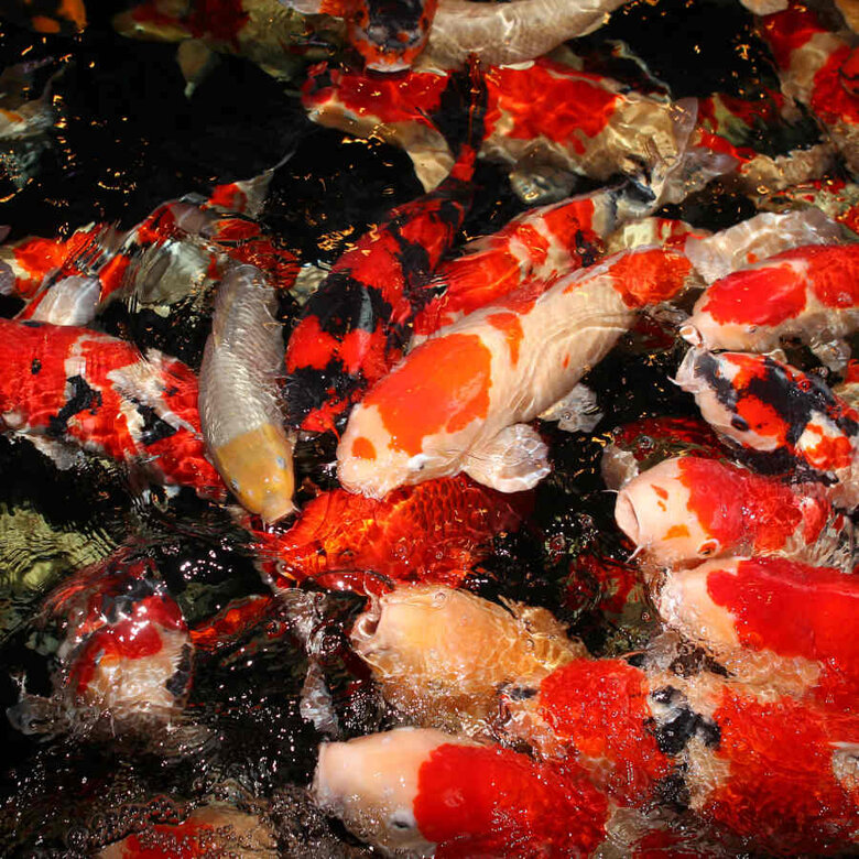 JBL ProPond Flakes Comida para peixe ,  Imagem número 8 JBL ProPond Flakes Comida para peixe , , large Imagem número 8