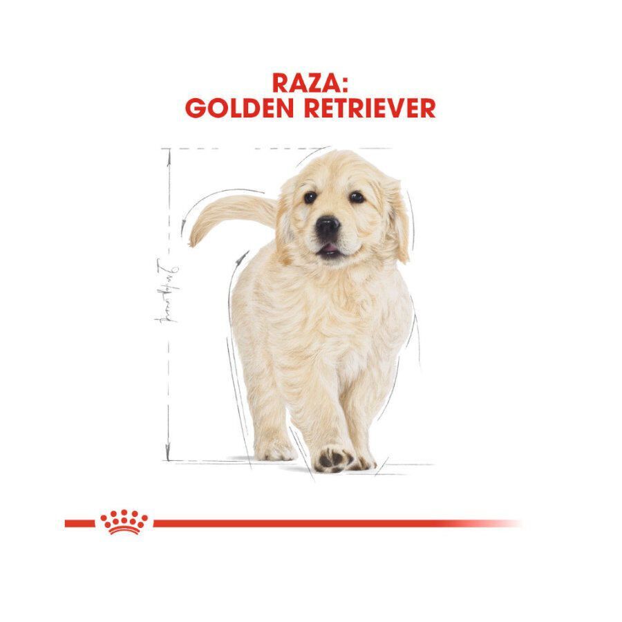 12 kg Royal Canin Puppy Golden Retriever ra&ccedil;&atilde;o para c&atilde;es, , large Imagem n&uacute;mero 4