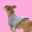 Outech Rombos Camisola de malha cinzenta para cães, , large Indicador imagem número 3