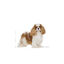 3 kg Royal Canin Adult Cavalier King Charles ração para cães, , large Indicador imagem número 4