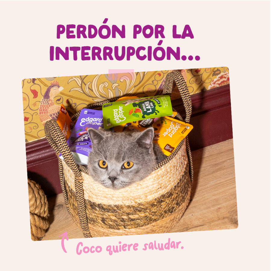 85 g Edgard & Cooper Kitten Comida h&uacute;mida de pato e frango em molho em saquetas para gatos, , large Imagem n&uacute;mero 8