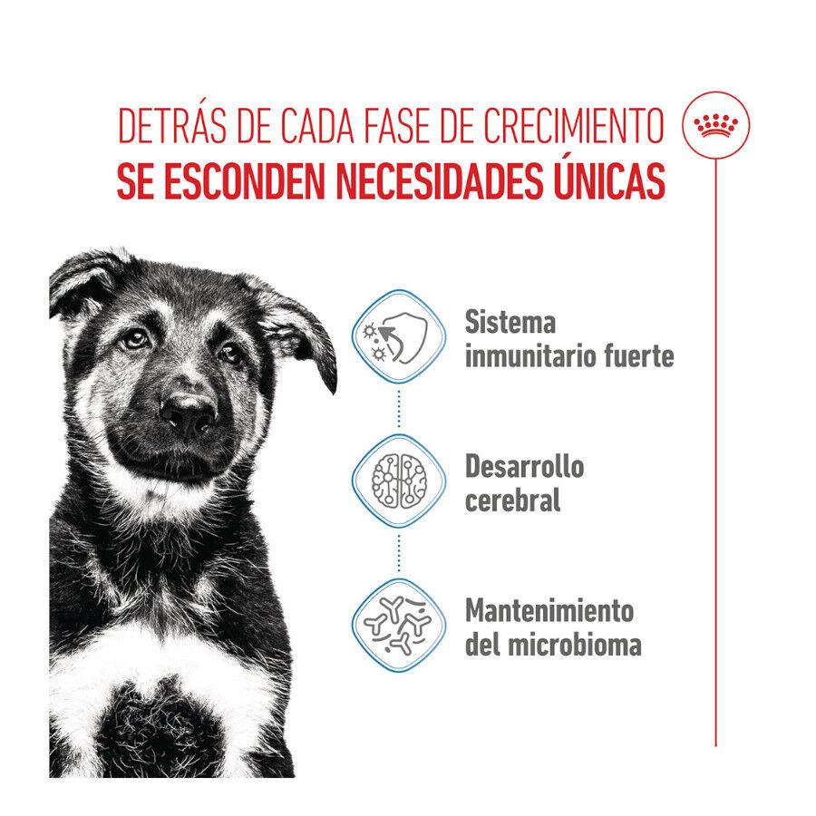 15 kg Royal Canin Puppy Maxi ra&ccedil;&atilde;o para c&atilde;es, , large Imagem n&uacute;mero 3
